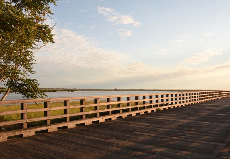 Preserving Biodiversity with Wood Fencing​