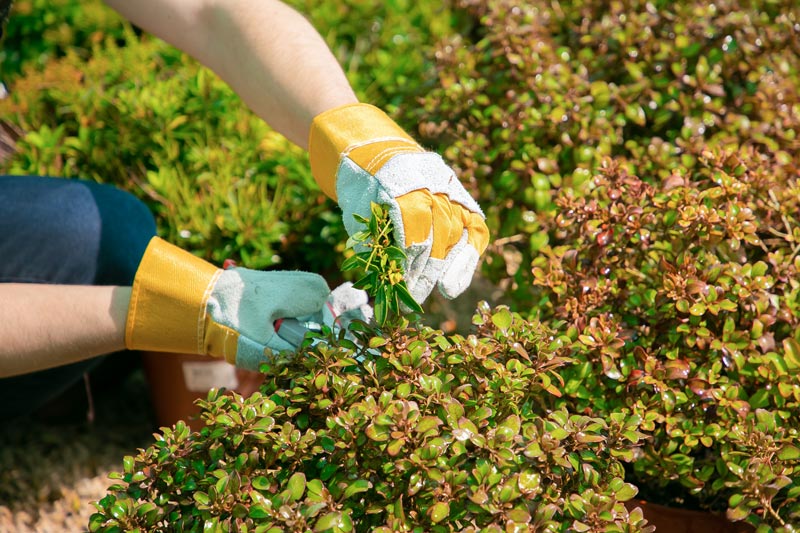 Discover the Secrets to Year-Round Landscape Beauty: Tips from the Leading Landscaper in Trumbull, CT