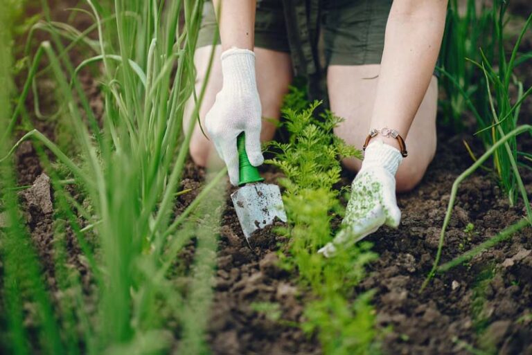 Is It Worth It To Start a Vegetable Garden in Ridgefield, CT?​